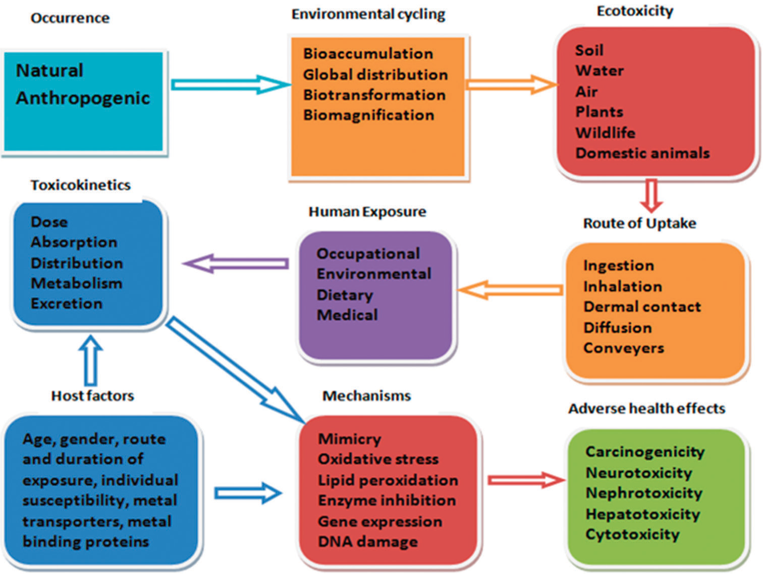 Adverse health effects of human exposure to toxic metal mixture from the environment; molecular and cellular mechanisms of toxicity indicated.[28]