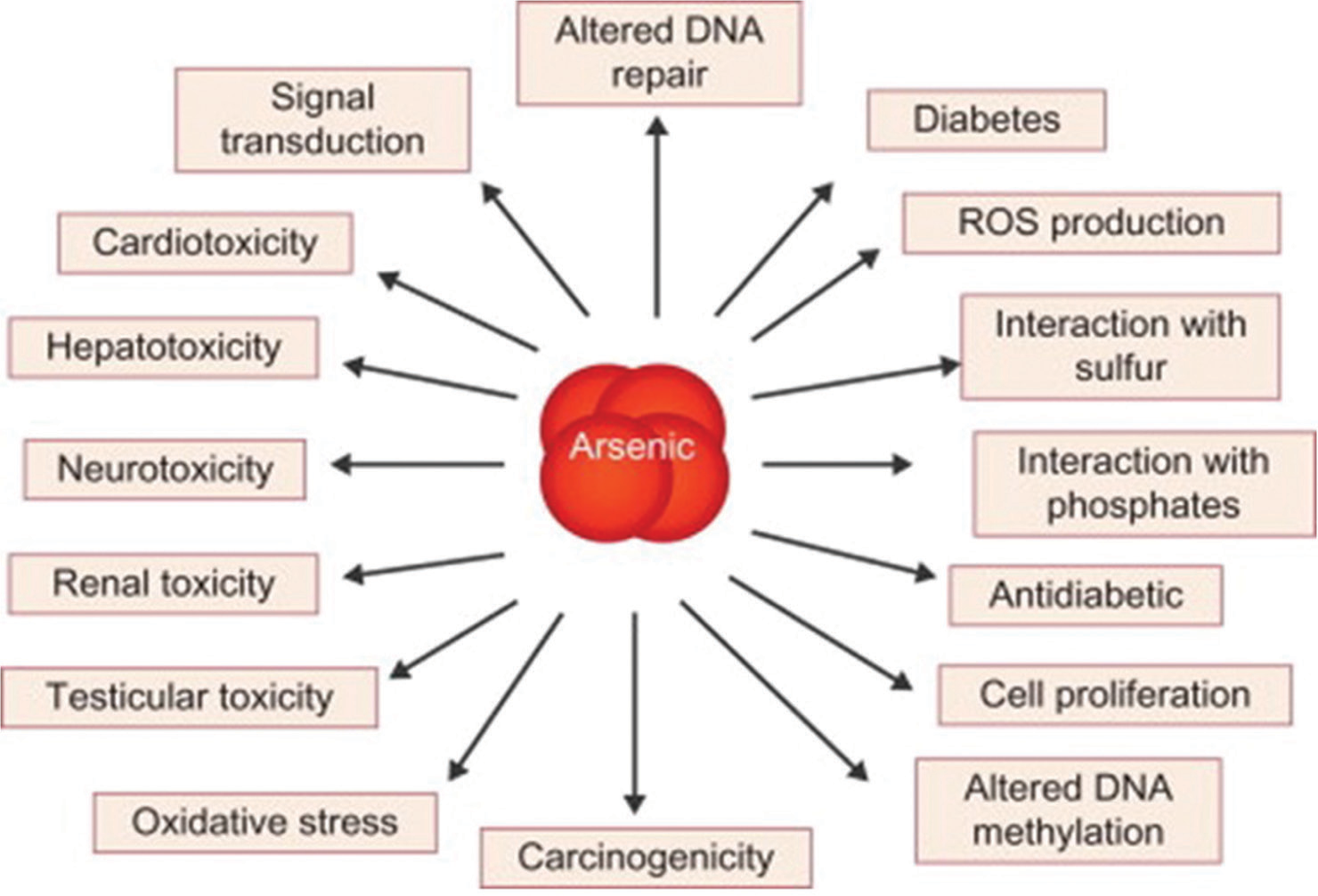 Molecular and cellular mechanisms for arsenic-induced toxicity.[49]