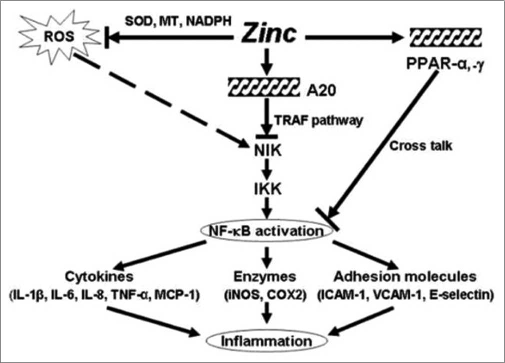 Cellular and molecular antioxidant mechanisms of zinc.[69]