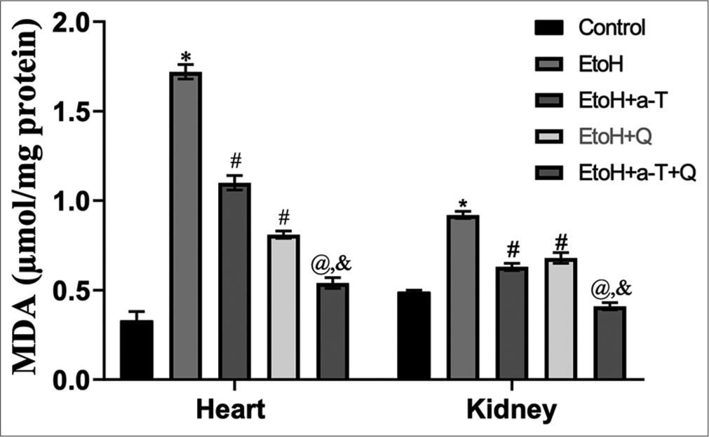 Malondialdehyde level in cardiac and renal tissues. Superscript (*) indicates significant (P < 0.05) increase compared with control; # indicates significant (P < 0.05) decrease compared with ethanol (EtoH); @ indicates significant (P < 0.05) decrease compared with EtoH + α-T; ‘&’ indicates significant (P < 0.05) decrease compared with EtoH+Q. MDA: malondialdehyde.