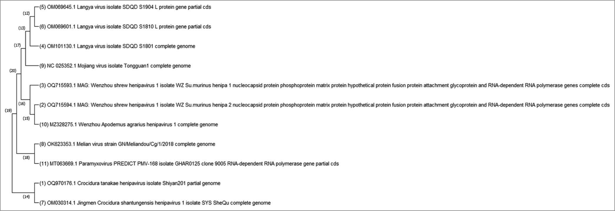 Illustrates the Maximum Likelihood relationship among various species in the Worldwide collection, with a focus on Langya Virus sp (LayV). LayV is intricately associated with paramyxovirus, mojinga virus, hernipavirus, and melian virus within this context. MAG: Metagenome-assembled genome, GHA: Genome-Wide haplotypic association, SYS: Systems biology, RNA: Ribonucleic acid.